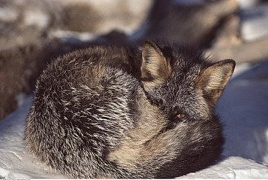 新角色上线！ 《苏丹的游戏》新版本“镜中来客”上线